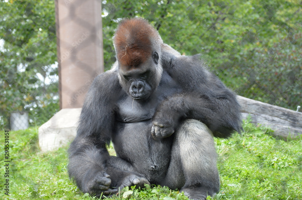Western lowland gorilla in the outdoors