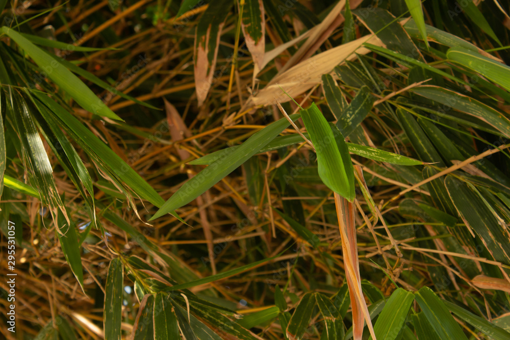 Fototapeta premium View of the dense bamboo leaves