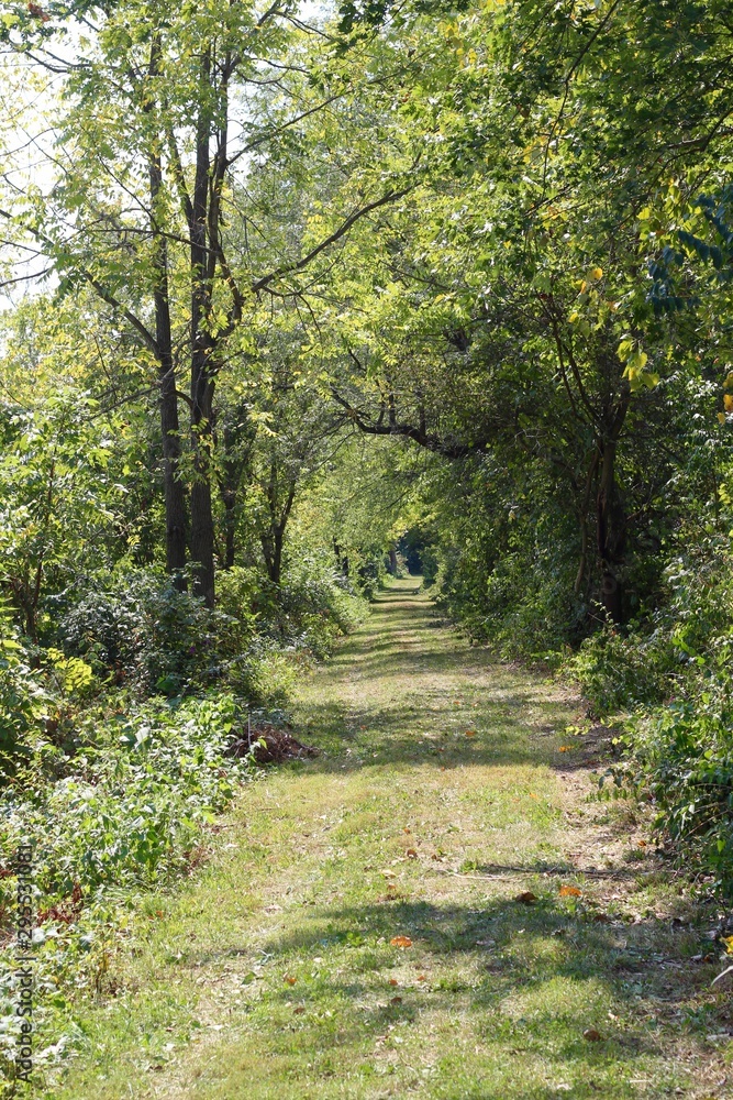 The long empty path under the summer trees of forest. The long empty path under the summer trees of forest.