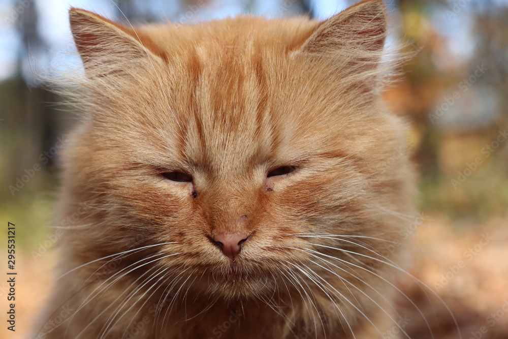 portrait of a  red cat
