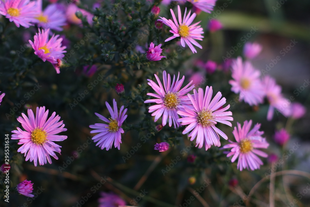 Fototapeta premium purple flowers in the garden
