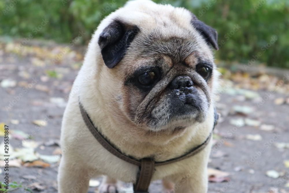 close up portrait pug on a green background