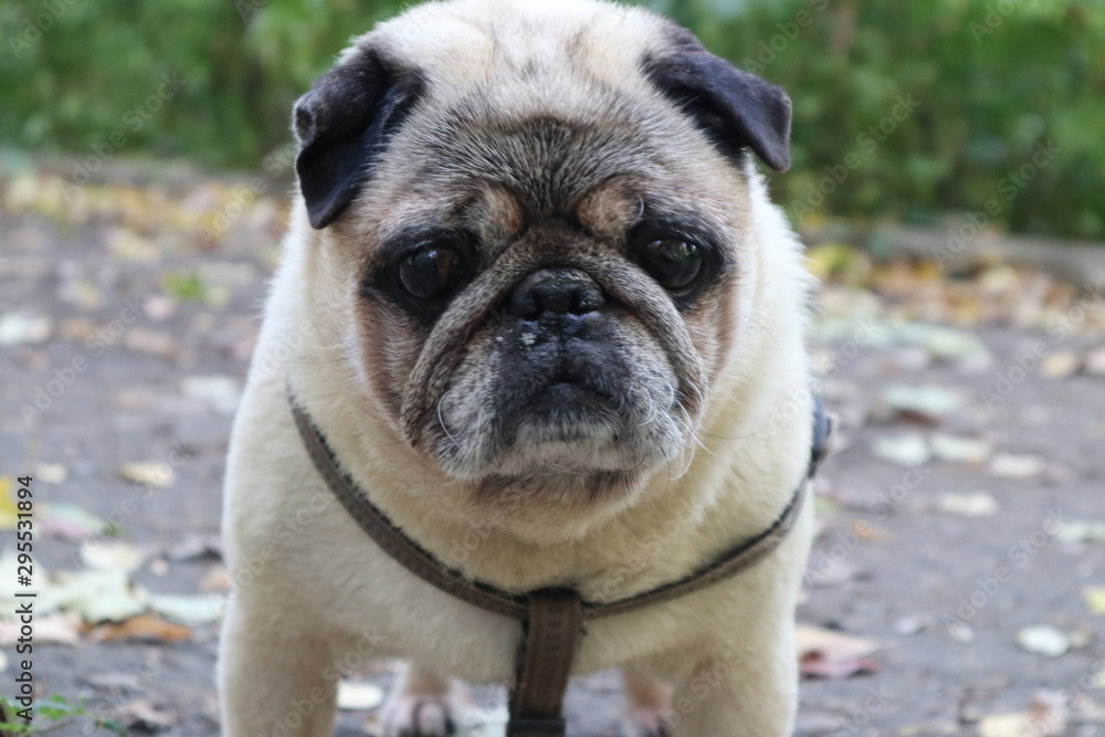 portrait of pug on a green background portrait of pug on a green background