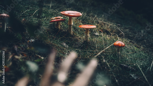 Pilze im Wald während Herbst  photo