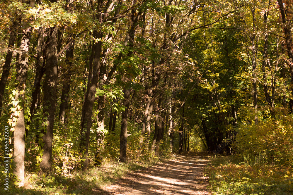 Fototapeta premium Autumn landscape in yellow forest.