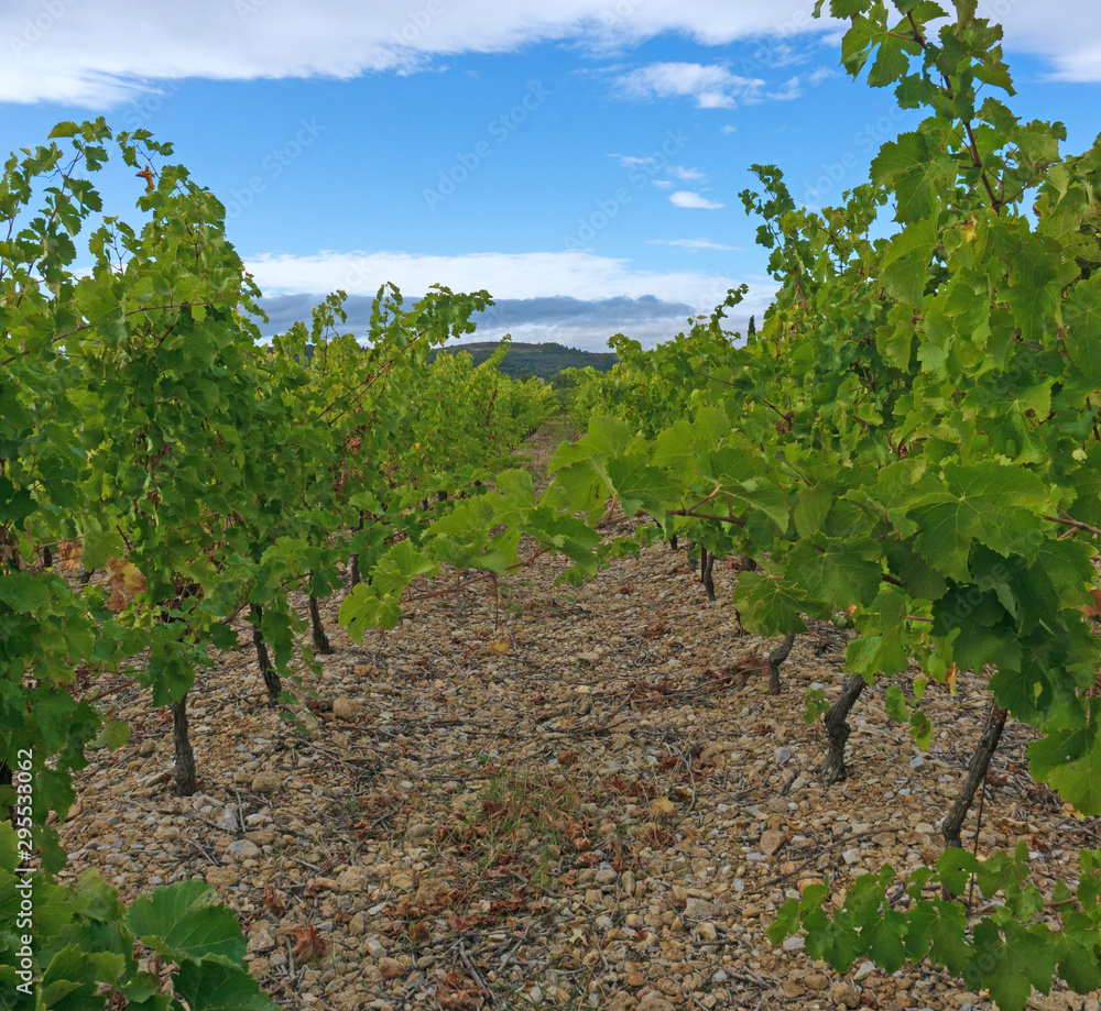 vineyard Languedoc south of France