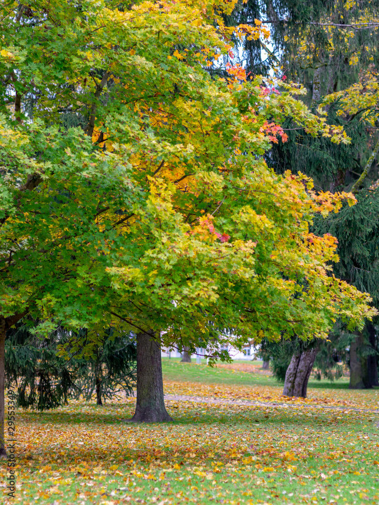 Naklejka premium picture with beautiful colored leaves on background