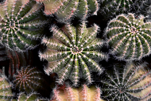 Cactus