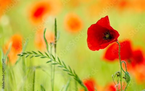 Close up of a beautiful red poppy in a poppy field
