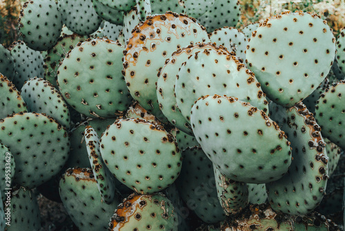Cactus