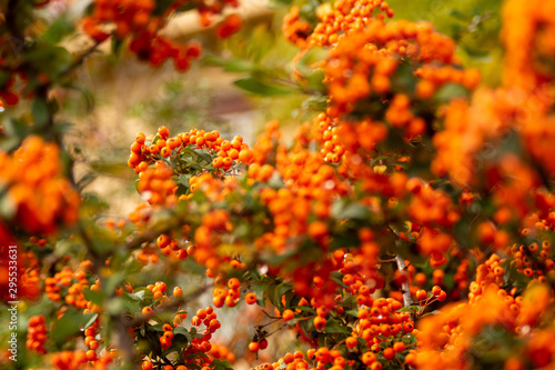 mountain ash, rowan-tree
