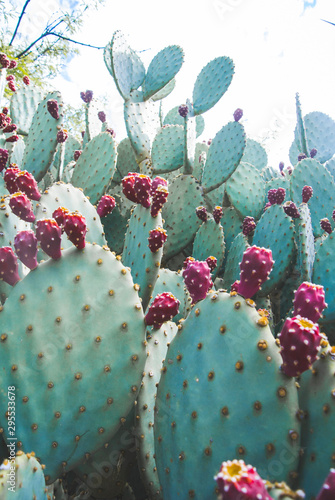 Prickly Pear