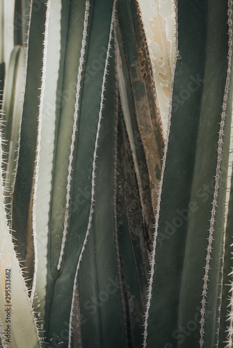 Cactus