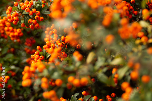 Bild auf Leinwand mountain ash, rowan-tree