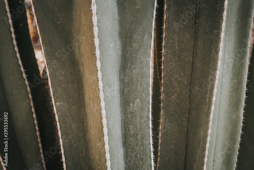 Cactus