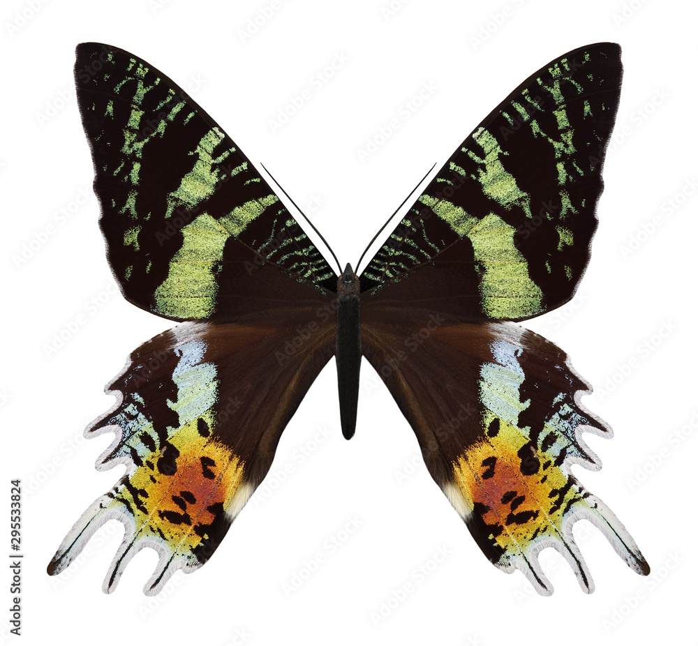 Fototapeta premium Butterfly Chrysiridia rhipheus on a white background