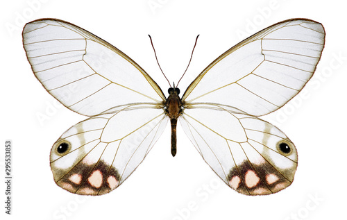 Butterfly Cithaerias pyropina on a white background