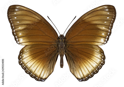 Butterfly Hypolimnas antilope on a white background
