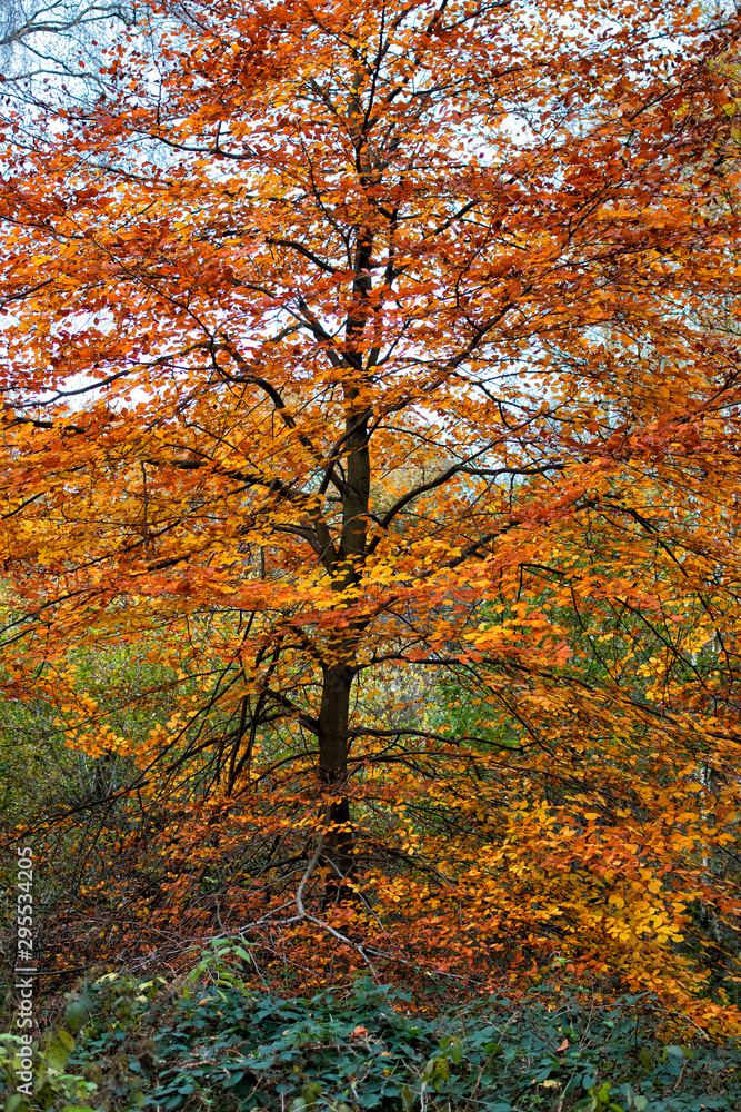 Sherwood Forest autumn trees. Autumnal colours - trees in woodland. Background nature forest scene.