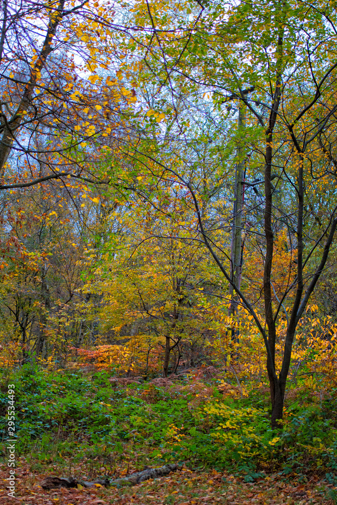 Sherwood Forest autumn trees. Autumnal colours - trees in woodland. Background nature forest scene. Sherwood Forest autumn trees. Autumnal colours - trees in woodland. Background nature forest scene.