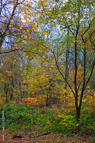 Sherwood Forest autumn trees. Autumnal colours - trees in woodland. Background nature forest scene.