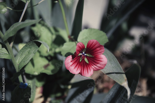 Red Flower on my garden photo