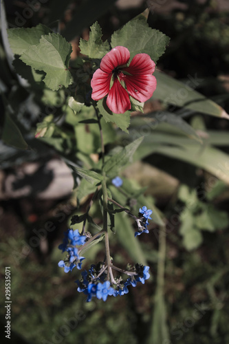 Red Flower on my garden photo