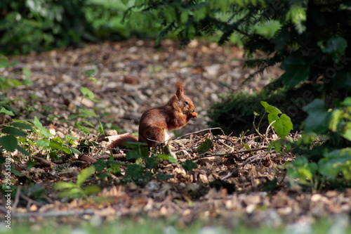 eichhörnchen sitzt in der sonne und frisst © Lars