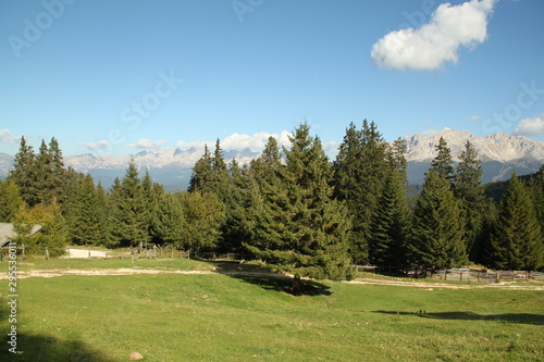 Tannen mit Berg Panorama im Hintergrund