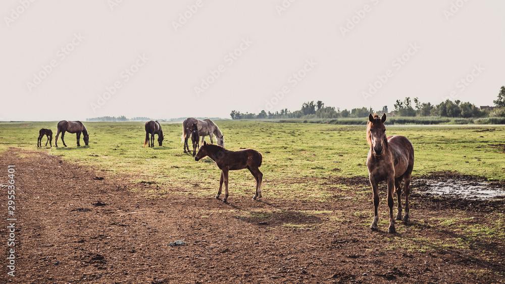 Fototapeta premium horses in the field
