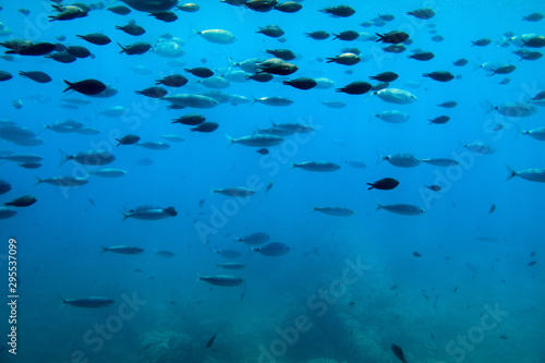 Underwater view of a school of fish swimming in the Adriatic Sea off the coast of Krk Island, Croatia