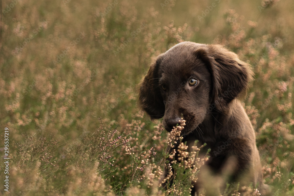 Flat Coated Retriever Welpe