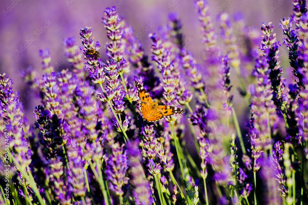 Obraz premium field of lavender