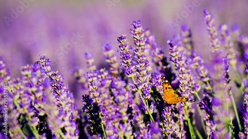 field of lavender