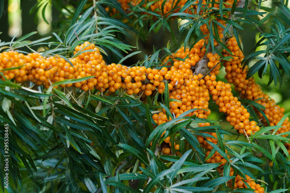 Sea buckthorn branches strewn with orange berries in the garden.
