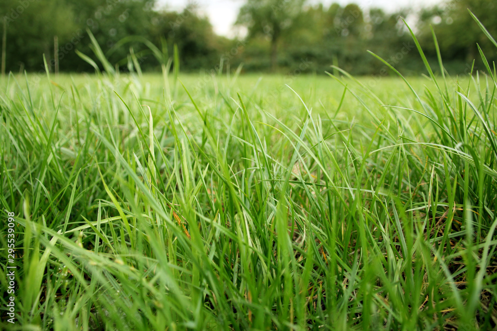 Obraz premium beautiful green grass on a blurred background of the meadow and trees in the distance, ecology concept
