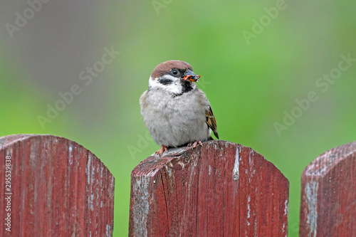 Feldsperling (Passer montanus) mit Marienkäfer im Schnabel - Tree sparrow with Ladybird in the beak photo