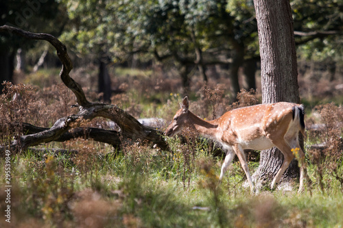 A deer walking in the forest © N. Rotteveel