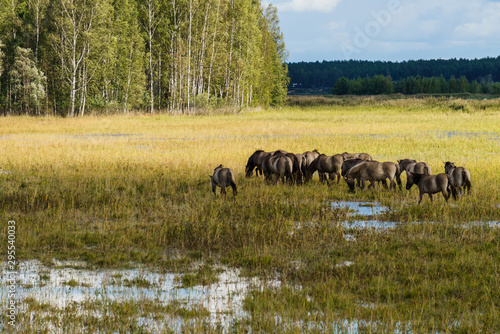 A herd of wild horses grazes in flood meadows by the river.
