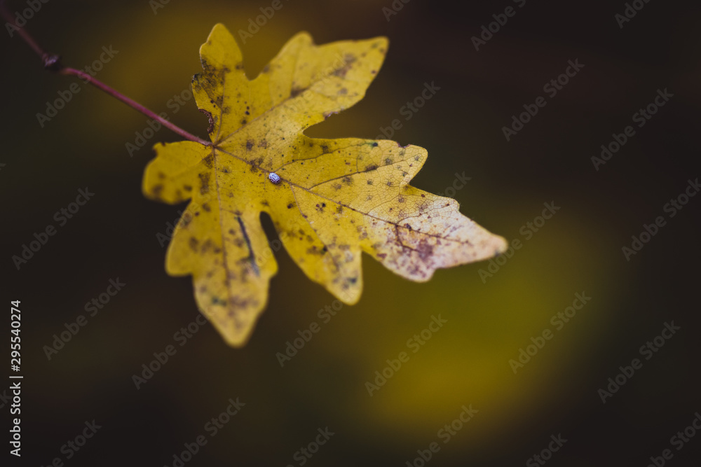 Fotografie autumn leaves on black background