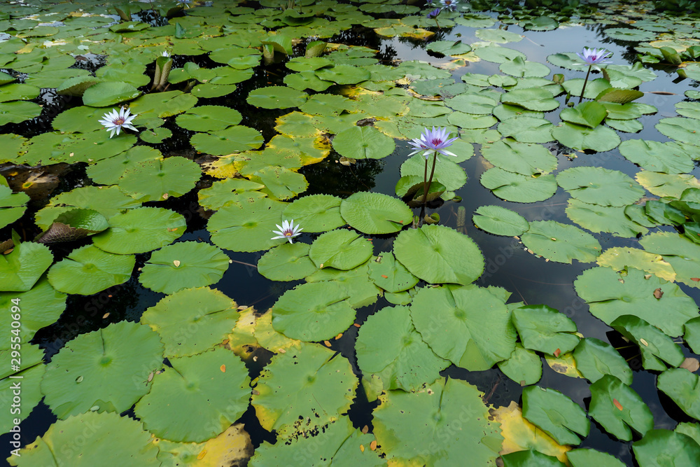 Beautiful light purple water lilies in the pond Beautiful light purple water lilies in the pond
