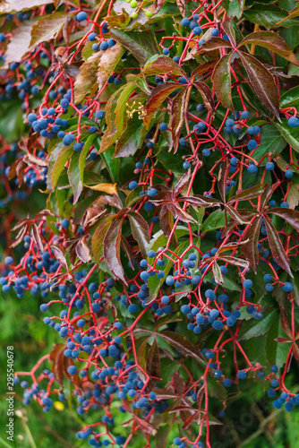 Wild grapes hedge with blue berries. Autumn landscape.