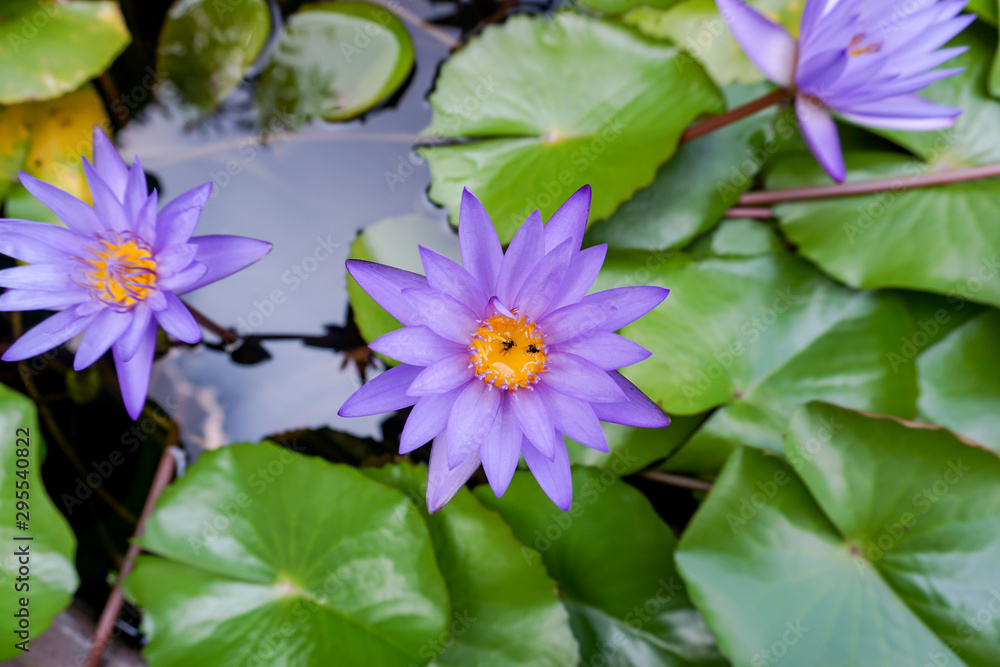 Beautiful blooming purple water lily Beautiful blooming purple water lily