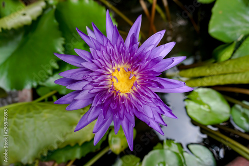 Beautiful blooming purple water lily