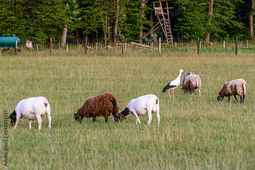 Sheeps and Storks Sheeps and Storks