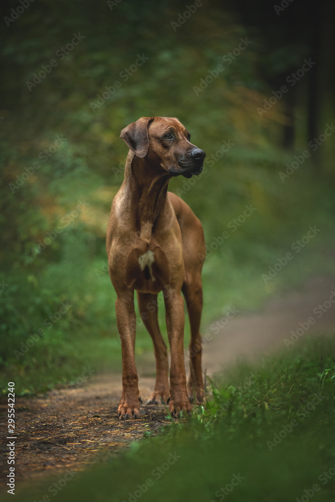 Beautiful rhodesian ridgeback dog in the forest