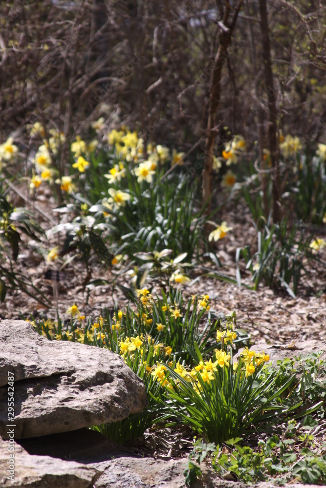 Obraz premium yellow flowers in the garden