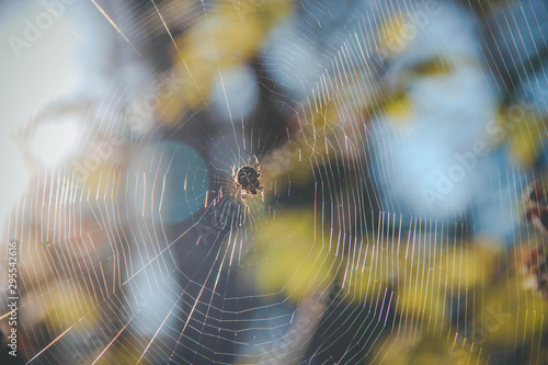 spider sits on a web in the background of the forest