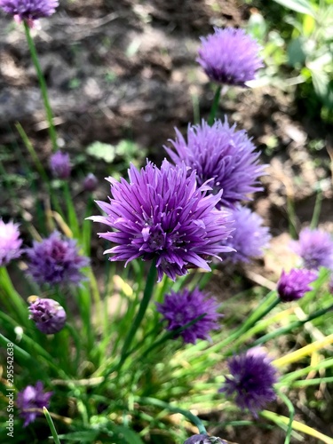 bee on flower