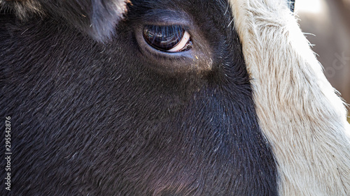 The Look of a Holstein Bull photo